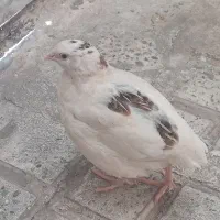 بلدرچین نر وماده
