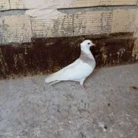 معاوضه باعروس هلندی سفید