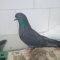 نبود جا|پرنده|مهدی شهر, |دیوار