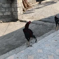 مرغ و خروس  روستای قلعه کمیز|حیوانات مزرعه|رودان, |دیوار