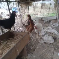 خروس و مرغ گلین|پرنده|رستمکلا, |دیوار