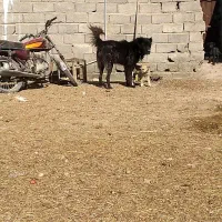 واگذاری قهدیرجونی گله ای نگهبانی سفت دهن پاک بشرط