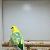 مرغ عشق رنگین کمانی نر|پرنده|گنبد کاووس, |دیوار