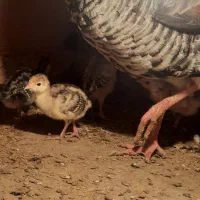 جوجه بوقلمون برنز|حیوانات مزرعه|شلمان, |دیوار