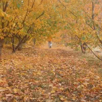 اجاره روزانه خانه باغ