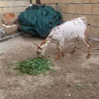 بزصلاله صلاله‌عمانی  سلاله گلتوپ