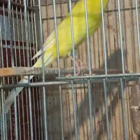 قناری رسمی بلند نرماده|پرنده|همدان, |دیوار