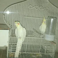 عروس هلندی