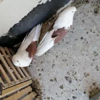 کبوتر تهرونی|پرنده|تهران, امیریه|دیوار