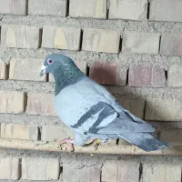 پشت گراف کفتر|پرنده|مینودشت, |دیوار