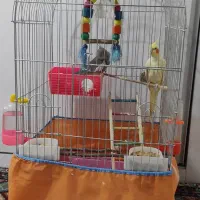 عروس هلندی
