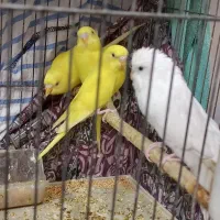 یک جفت مرغ عشق مولد با 4 عدد جوجه|پرنده|اقلید, |دیوار