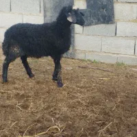 3عددتوقلی و3عددبزغاله ماده گوسفند|حیوانات مزرعه|گرگان, |دیوار