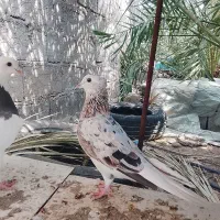 کفتر سورهفت رنگ