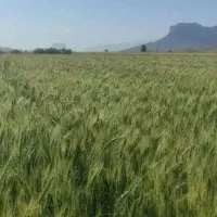 اجاره 8هکتار زمین کشاورزی