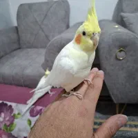 عروس هلندی جفت لوتینو با قفس و وسایل