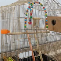 فروش قفس پرنده|لوازم جانبی حیوانات|جلفا, |دیوار