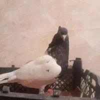 کبوتر مست مست به شرط دوری|پرنده|شوشتر, |دیوار