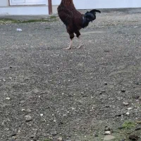 خروس محلی جوان