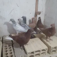 جوجه کلاغ رسمی با دم سفید|پرنده|مشهد, شهرک صنعتی توس|دیوار