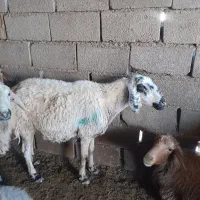 میش بره آبستن بیاس آباد|حیوانات مزرعه|قاسمآباد (خواف), |دیوار