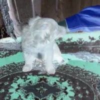 ۴ عدد توله پا کوتاه اش اشپیدس|سگ|مشهد, عبادی|دیوار