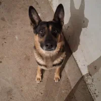 ژرمن و مالینیوز