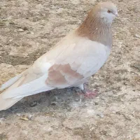 ماده‌خطی‌نطفه‌دار