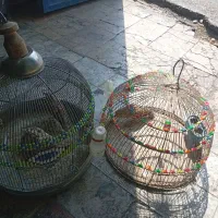 سهره خاکی....|پرنده|کرمان, |دیوار