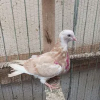کبوتر