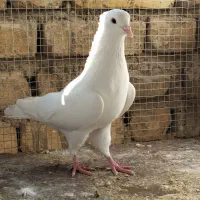 طوقی نر سفید سفید یه دسته مست آماده جفتن