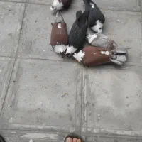 کلاغ کربلایی کاکلی|پرنده|مشهد, مشکینی (شهرک غرب)|دیوار