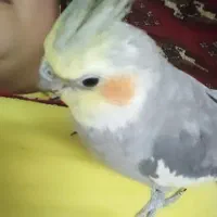 عروس هلندی