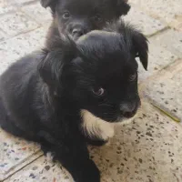 یک جفت نر و ماده