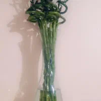 بامبو تایلندی جوانه اصل ریشه دار 115 سانتی