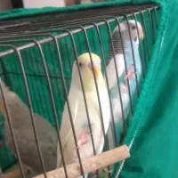 یک جفت مرغ عشق  سالم و شیطون
