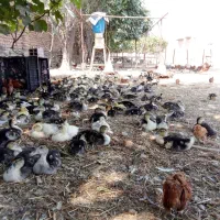 پرورش طیور موجرلو
