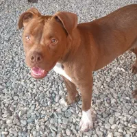 پیت بول|سگ|ساری, |دیوار