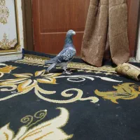 کفتر|پرنده|جلگه رخ, |دیوار