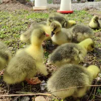 جوجه غاز محلی