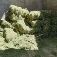 یونجه