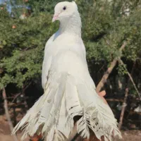 کبوتر رام دستی دم چتری امریکایی