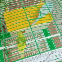 پرنده مرغ عشق