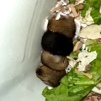 همستر|موش و خرگوش|گلستان (تهران), |دیوار