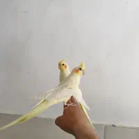 عروس هلندی لوتینو  کاملا دستی