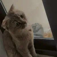 گربه نر|گربه|کاشان, امیرکبیر|دیوار