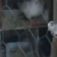کفتر