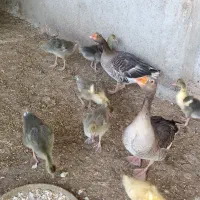 غاز