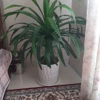 گل طبیعی سایز بزرگ|گل و گیاه طبیعی|مشهد, الهیه|دیوار