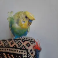 مرغ عشق پروانه ای